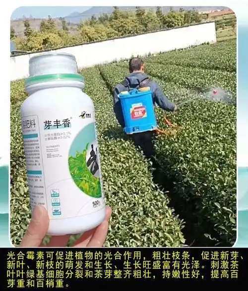 草莓水溶套餐